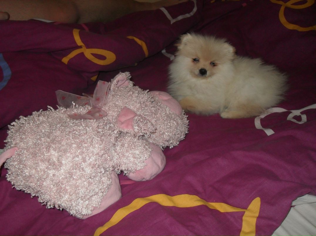 Макс Данилофф 8 Безумный койот 8 | Зеленоград