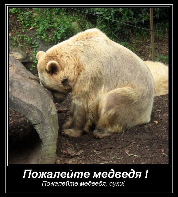 Тимур Шведов | Курск