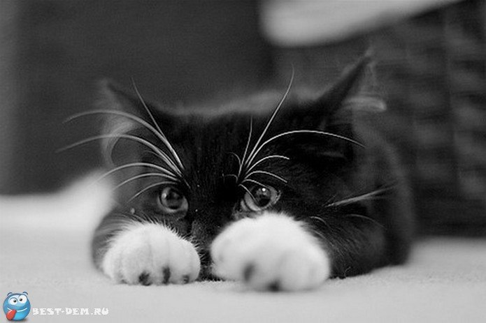 Катя Александрова | 