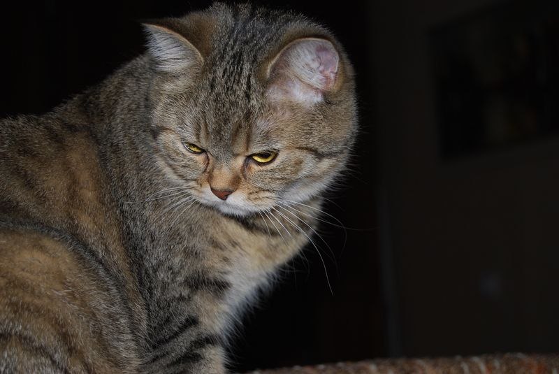 Елена Кудряш | Санкт-Петербург