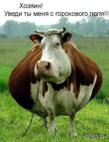 Rizvan Soltakhanov | Санкт-Петербург