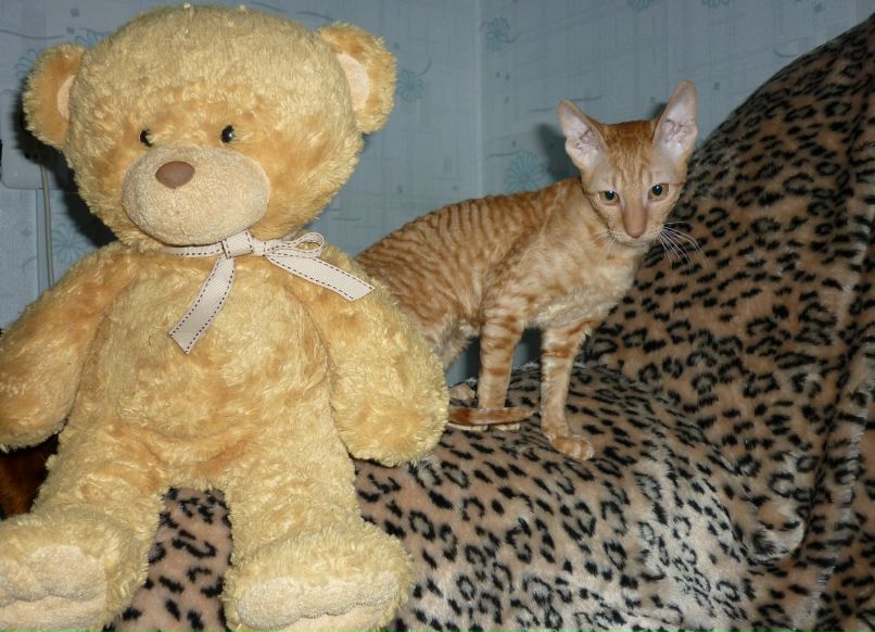 Лия Ишалина | Барнаул