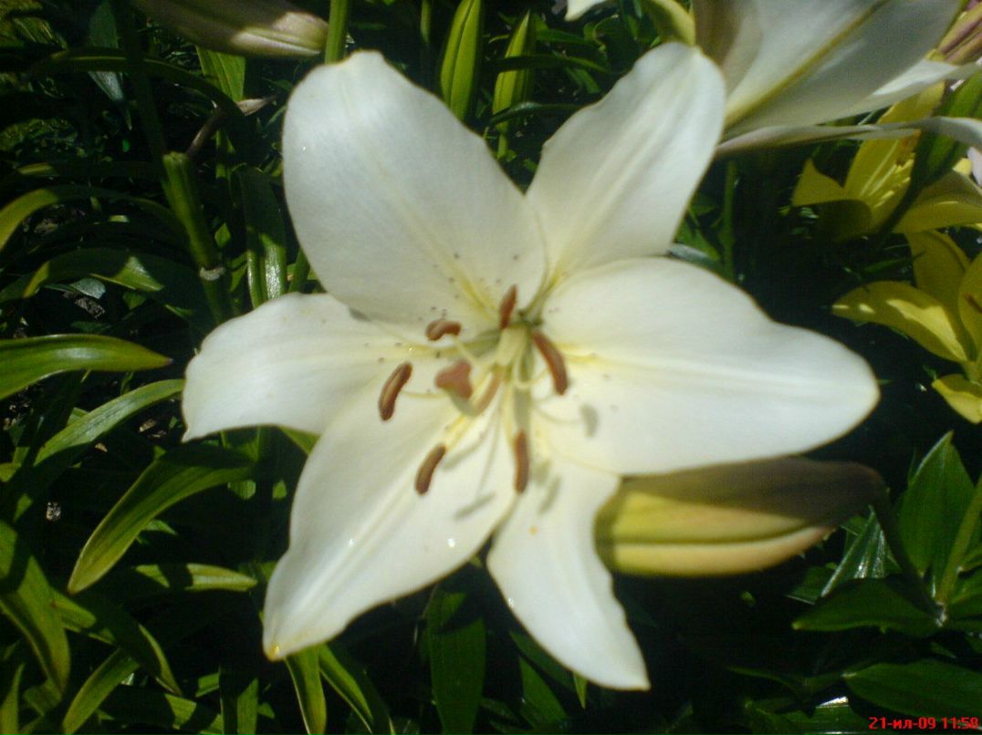 Димасик Педулло | Москва