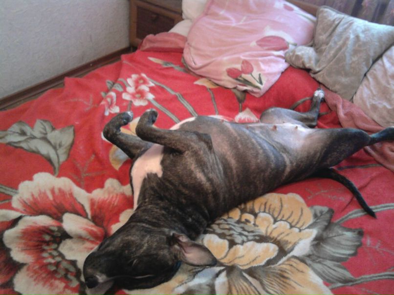 Игорь Борзий !ГоП-СтоП! | Полтава