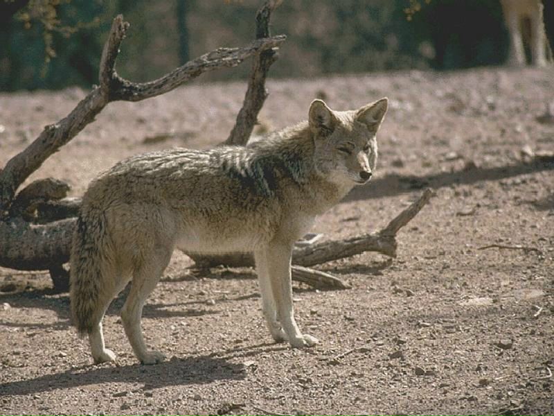 Где обитает койот
