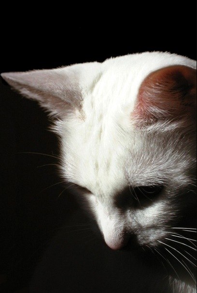 Константин Филиппов Олегович | Charlotte