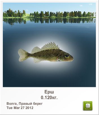 Дмитрий Александров Святоша | Мытищи