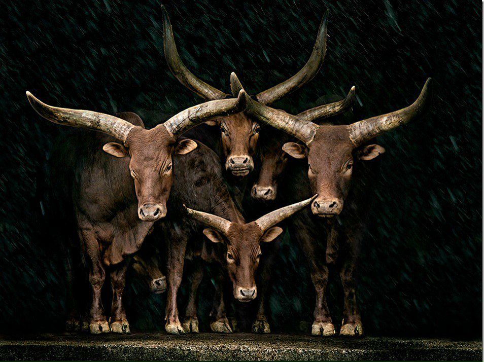 Sergiusz Waśko | Rybnik