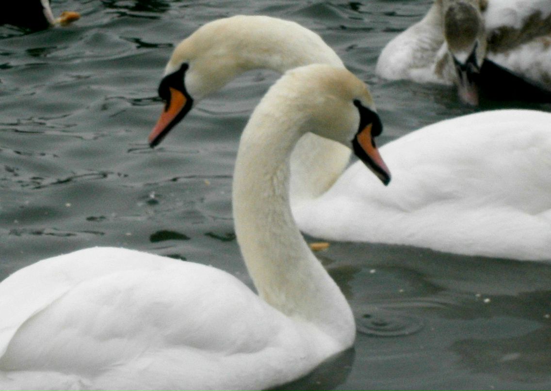 Анна Балюк | 