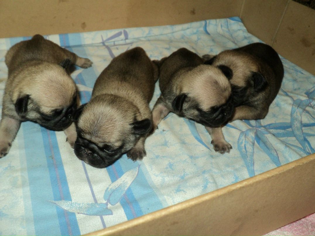 Ольга Рыкова | Рощино