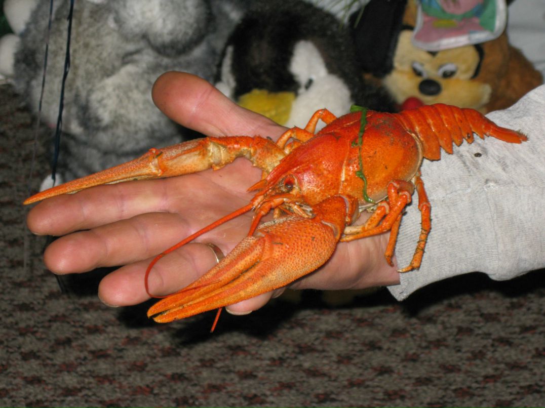 Валерия Скильсара | Никополь