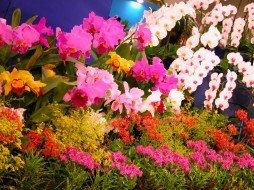 Оксана Савченко | Ахтырка