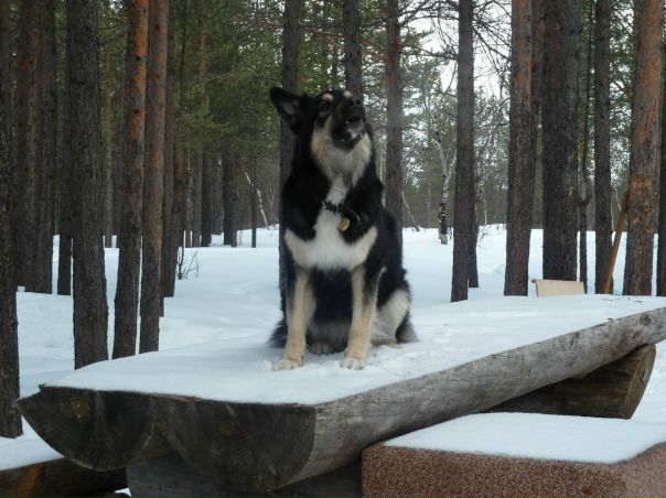 №4, Валерий Лазаренко №4, Валерий Лазаренко