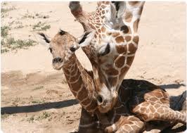 Анастасия Ридная Lublu Goshu | Алматы