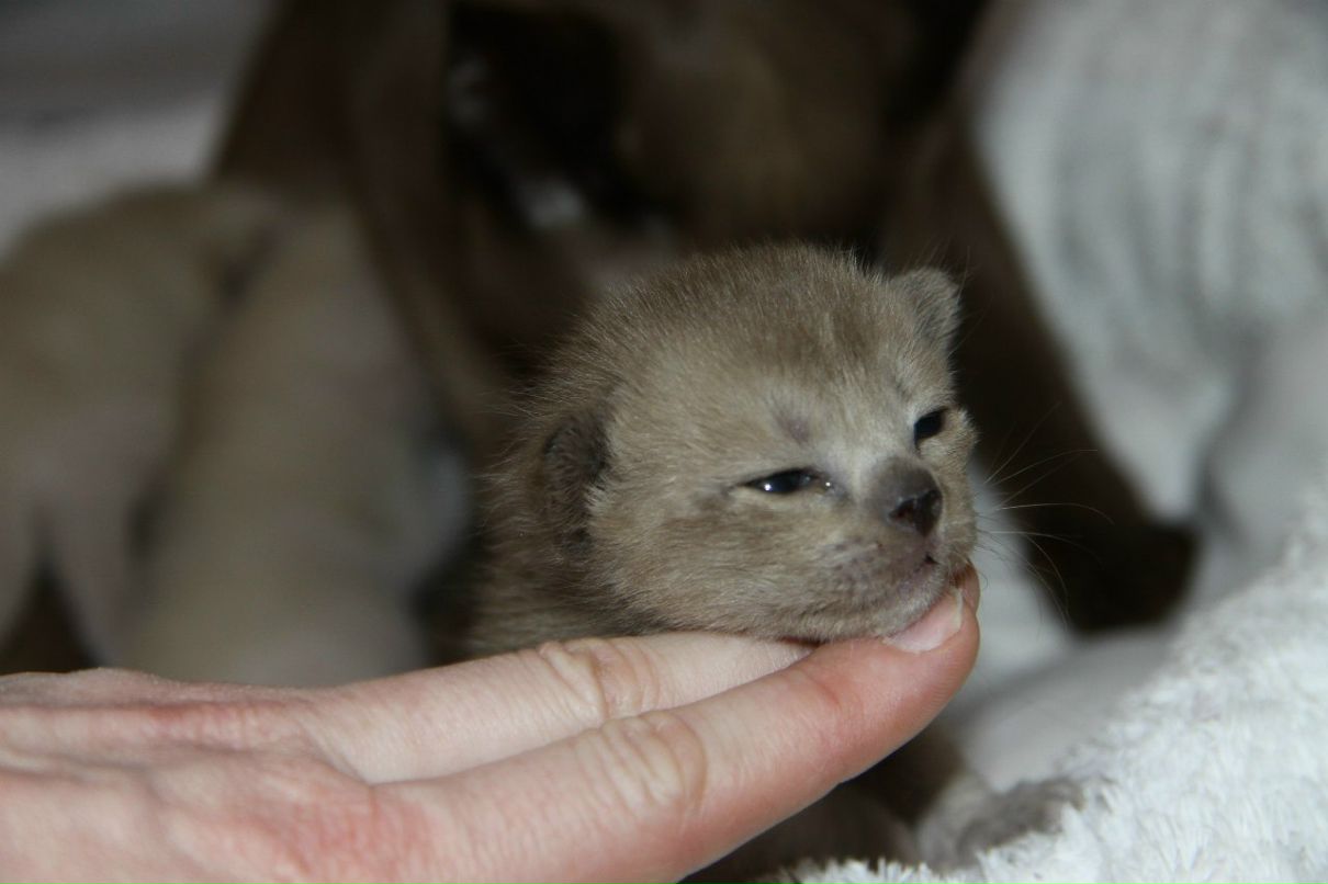 Наталья Лукашова(Алексеева) | Санкт-Петербург