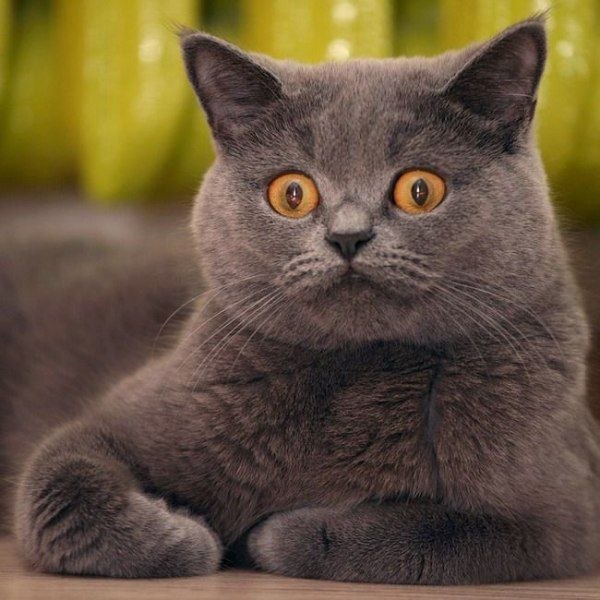 Александр Федотов | Кишинев