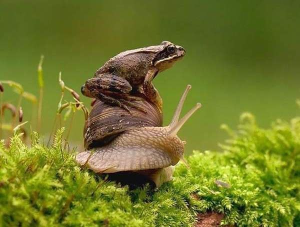 Наталья Булатова | 