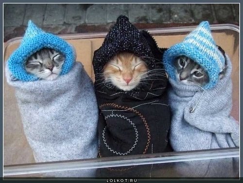 №15, Татьяна Яшина №15, Татьяна Яшина