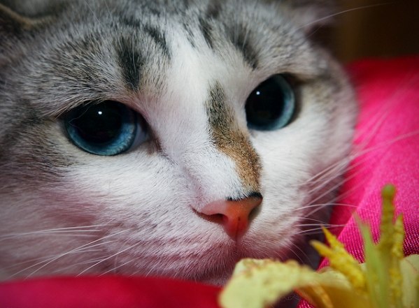 Марина Шубина | Саранск