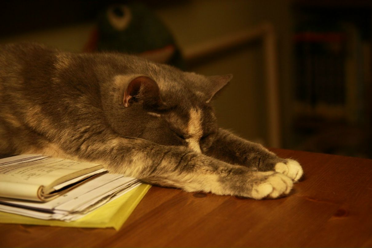 Irina Zielonka | London