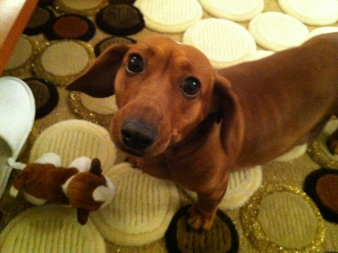 Olga Labuda | Montréal