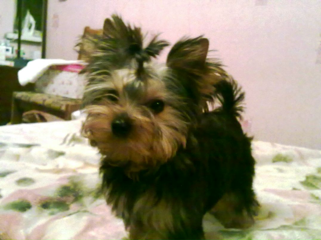 Александра Гавриш | 