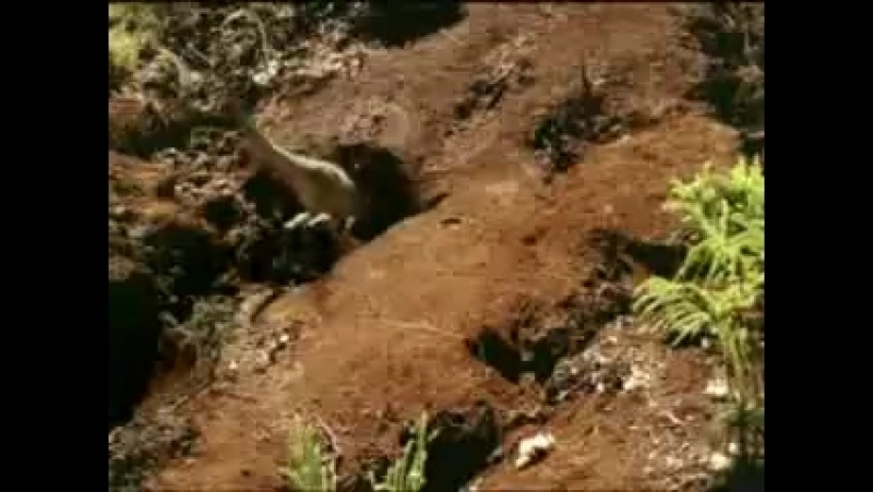 BBC. Прогулки с динозаврами. Серия