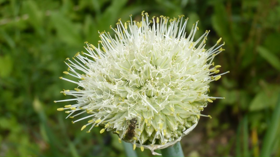 №95, Дмитрий Непокрытый №95, Дмитрий Непокрытый