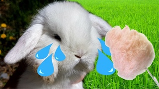 ЛЕЧИМ ГЛАЗКИ КРОЛИКАМ Уход  за животными