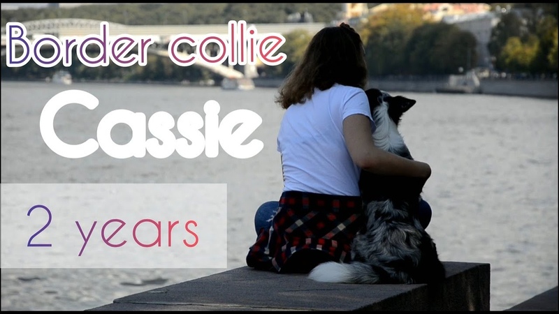 Border collie Cassie 2