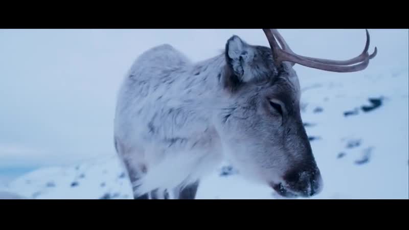 Приключения оленёнка ( Aïlo: Une odyssée en Laponie) (2018) трейлер