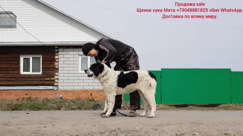 МЯТА сука свободна Вопросы по +79048881825 viber WhatsApp или на www.timertash.ru Среднеазиатские овчарки алабай сао волкодав щ МЯТА сука свободна Вопросы по +79048881825 viber WhatsApp или на www.timertash.ru Среднеазиатские овчарки алабай сао волкодав щ