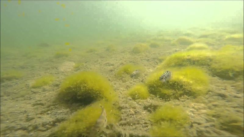 Nest defense behaviour in the Convict cichlid ( Lake Xiloà,