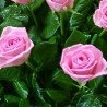 №59, Версалия Соколова, 35 лет №59, Версалия Соколова, 35 лет