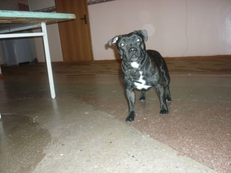 Елена Сафронова | Новосибирск