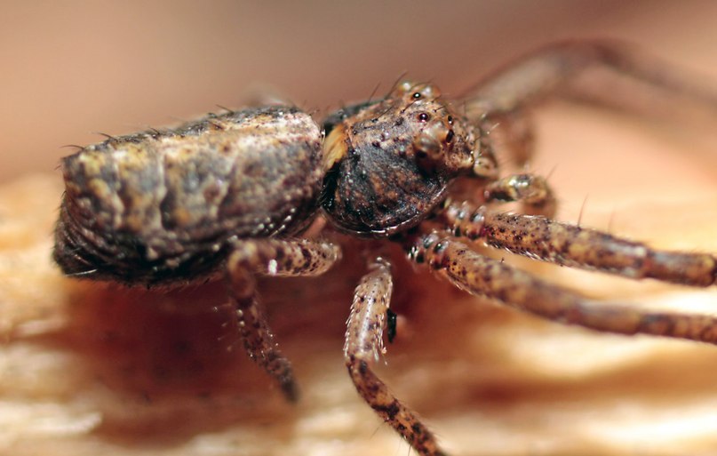 Roman Mindgames Rem | Киев