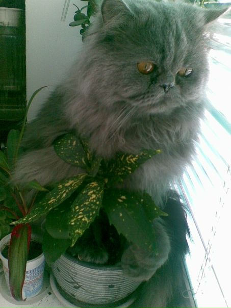 №12, Вероника Шумак, 25.3.1999 №12, Вероника Шумак, 25.3.1999