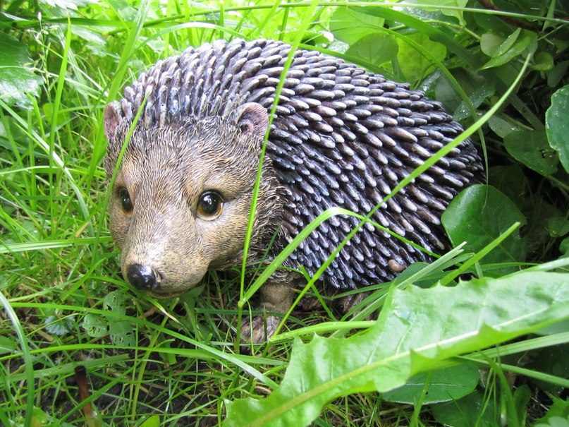 Елена Иванова | Санкт-Петербург