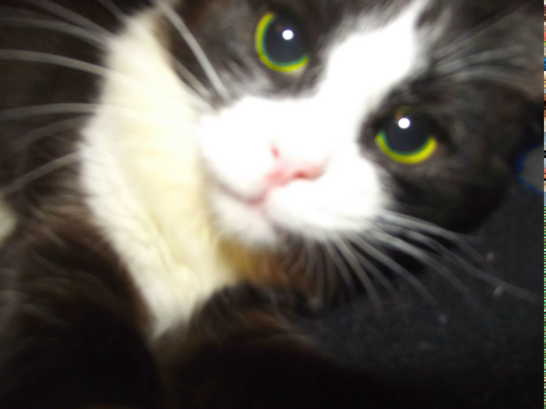 Светлана Торчаловская | Тверь