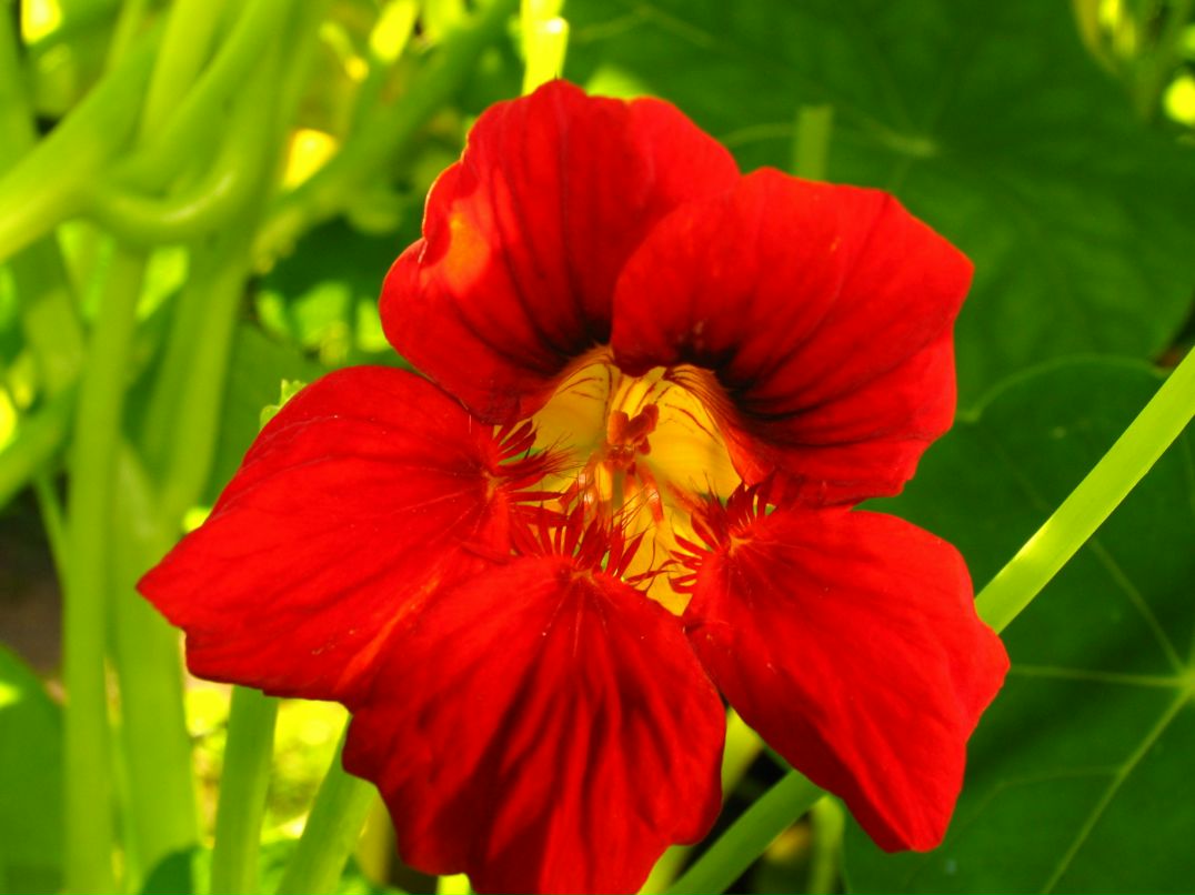 Анна Сумерина | Гатчина