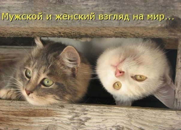 №12, Анжелика Донских №12, Анжелика Донских