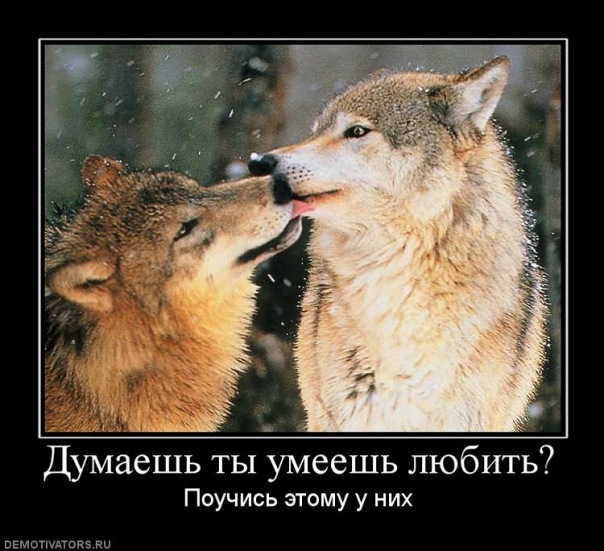 №9, Серж Волчара-Жуковский №9, Серж Волчара-Жуковский