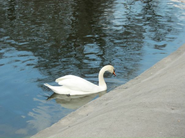 №36, Александр Моисеев №36, Александр Моисеев