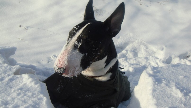 Венус Влайня | Санкт-Петербург