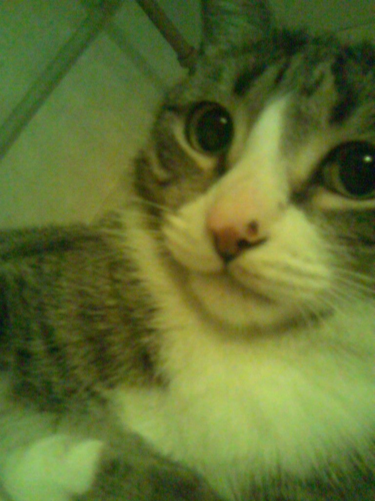 Агриппина Керзь {null} | Habana