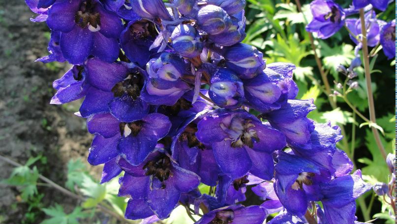 Виктория Сашина | Крестцы