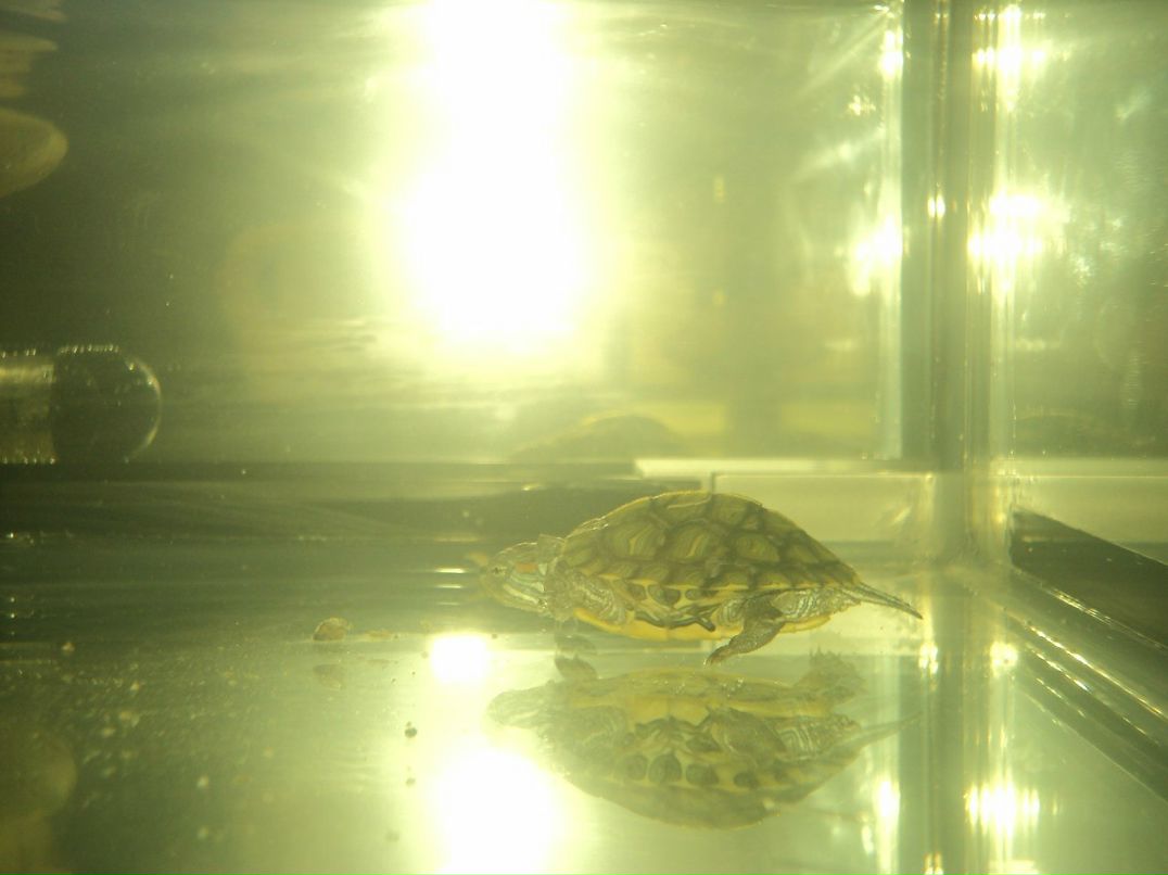 Ирина Максимова | Кондопога