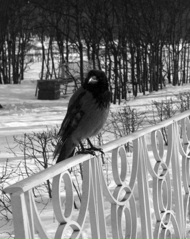 Ольга Стецко | Костомукша