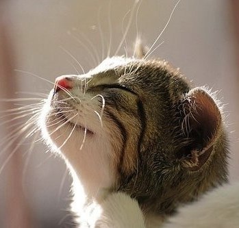 Лена Заинька | Подольск