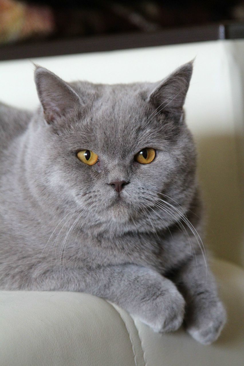 Юрий Свистунов Dok | Волгоград